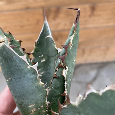 Agave oteroi  Oaxaca