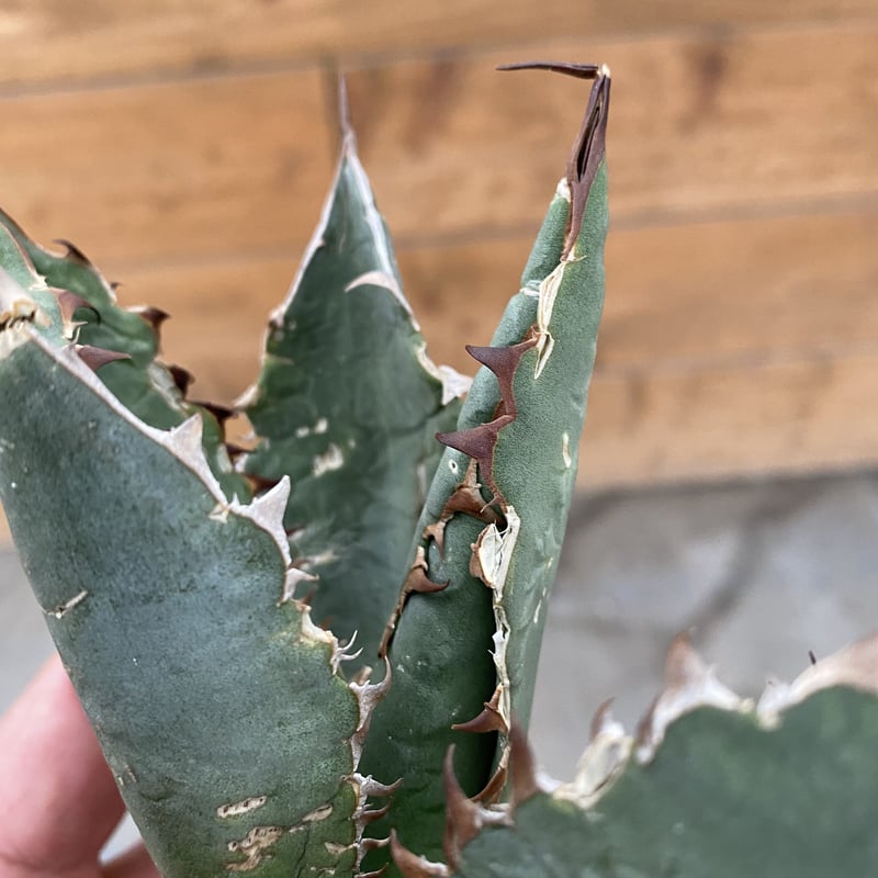 Agave oteroi Oaxaca | 河野園芸 Agave oteroi Oaxaca | 河野園芸