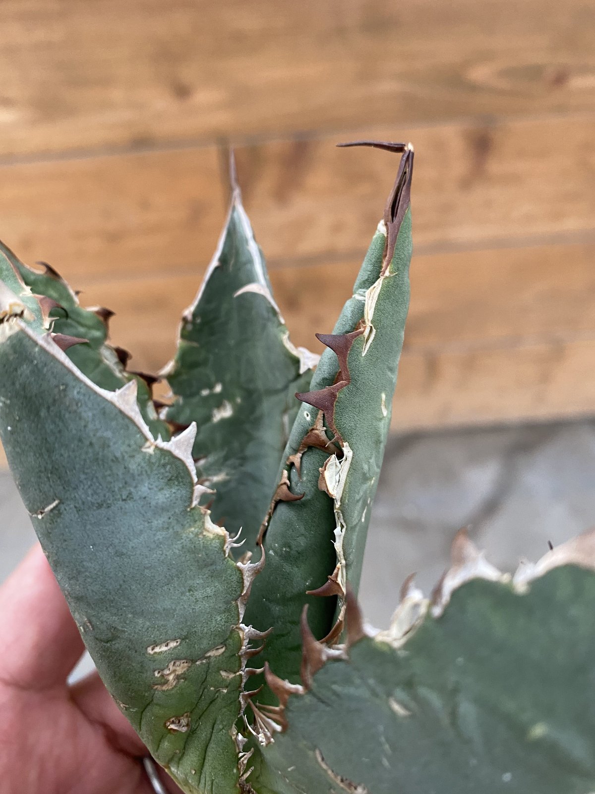 Agave oteroi Oaxaca | 河野園芸 Agave oteroi Oaxaca | 河野園芸