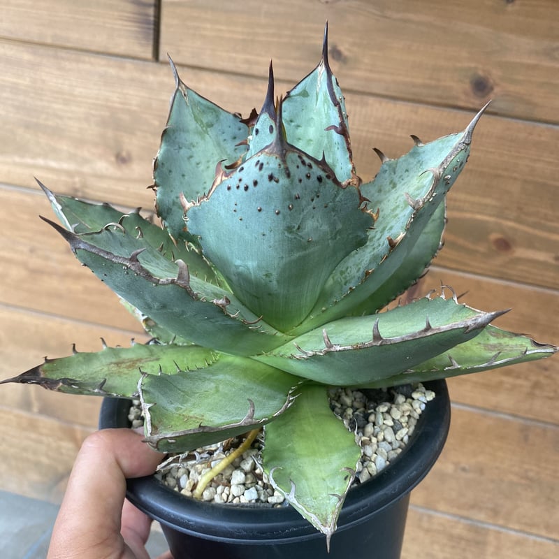 Agave FO-222 | 河野園芸 Agave FO-222 | 河野園芸
