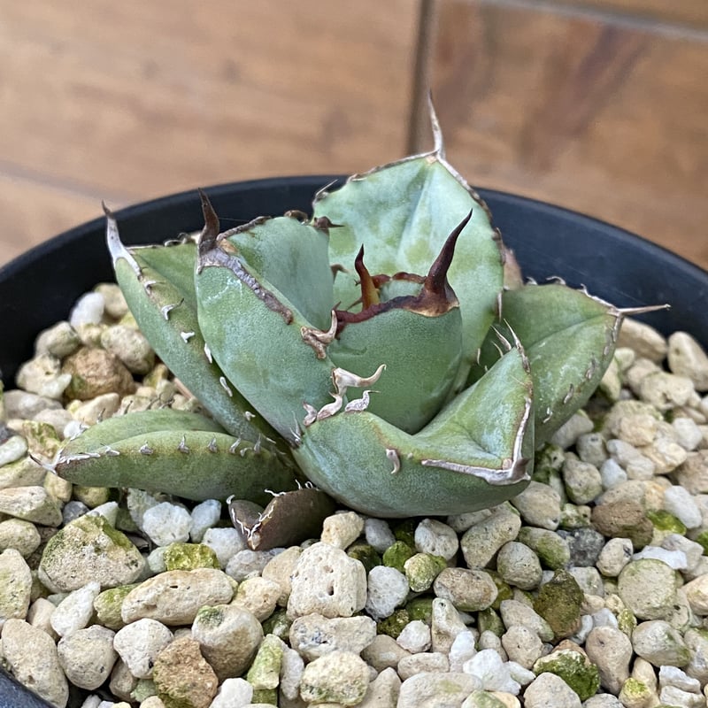 Agave FO-076 compacta | 河野園芸 Agave FO-076 compacta | 河野園芸