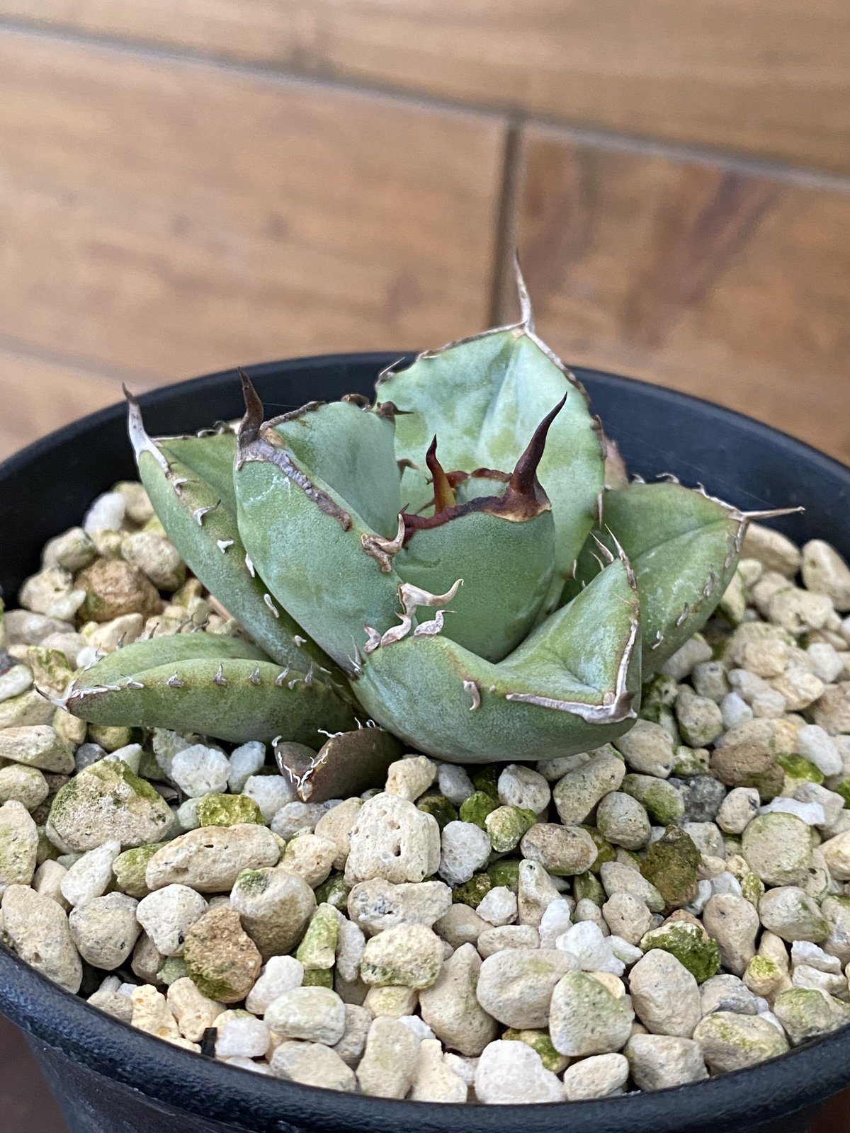 アガベ・チタノタ・fo076 COMPACTA アガベ・チタノタ・fo076 COMPACTA アガベ・チタノタ 'FO-076 シエラ