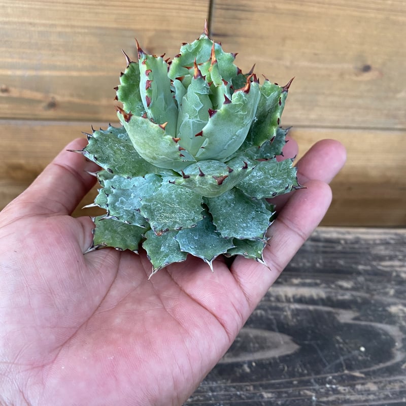 アガベ 姫蠍蟹 希少