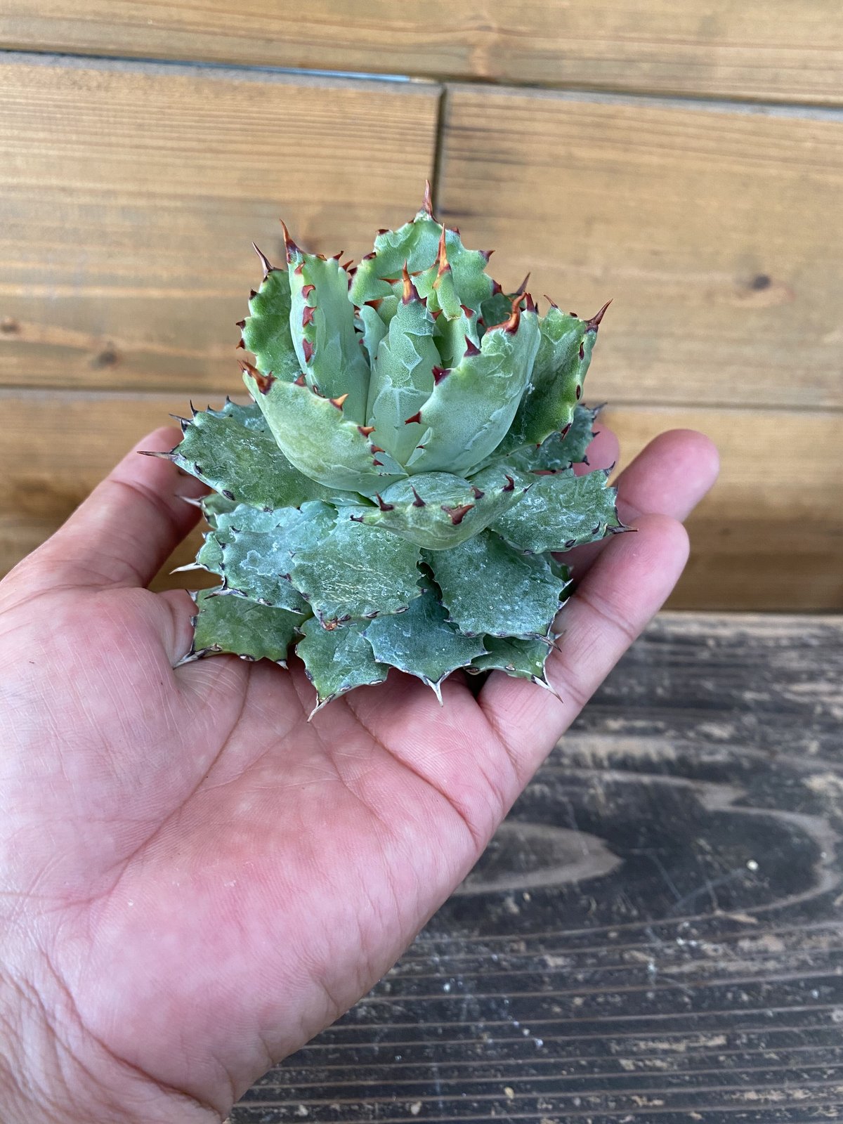 ベアルート Agave 姫蠍蟹Ⅰ | 河野園芸 ベアルート Agave 姫蠍蟹Ⅰ | 河野園芸
