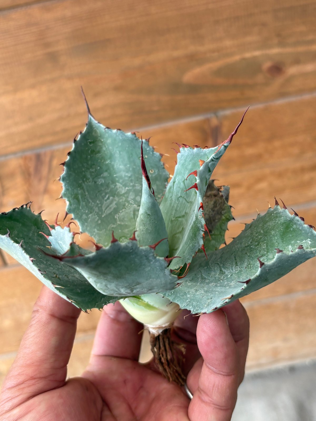 Agave BoviSana (Bovicornuta x Parrasana )