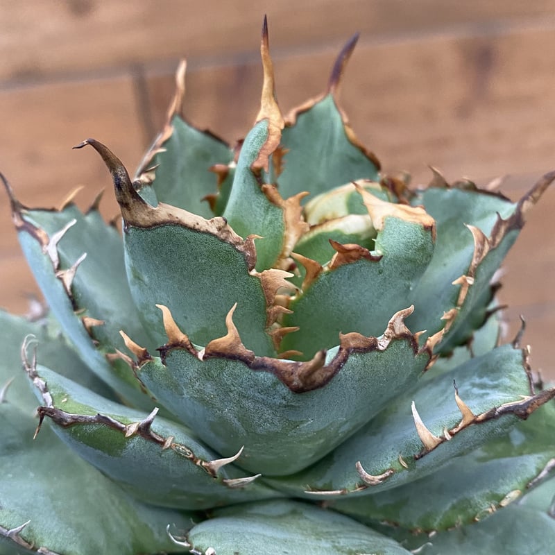 Agave titanota filigree “devil“ | 河野園芸 Agave titanota filigree “devil“ | 河野園芸