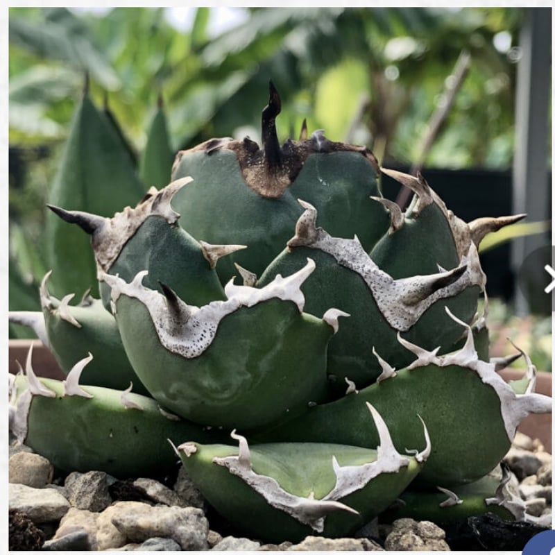 Agave titanota “owl”Ⅰ | 河野園芸 Agave titanota “owl”Ⅰ | 河野園芸