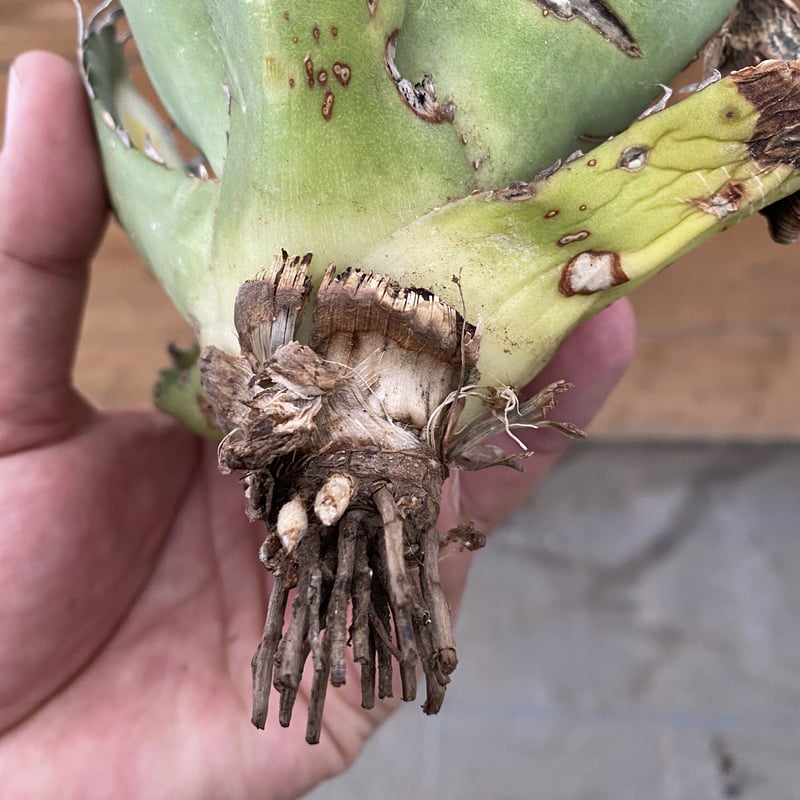 Agave oteroi Oaxaca | 河野園芸 Agave oteroi Oaxaca | 河野園芸