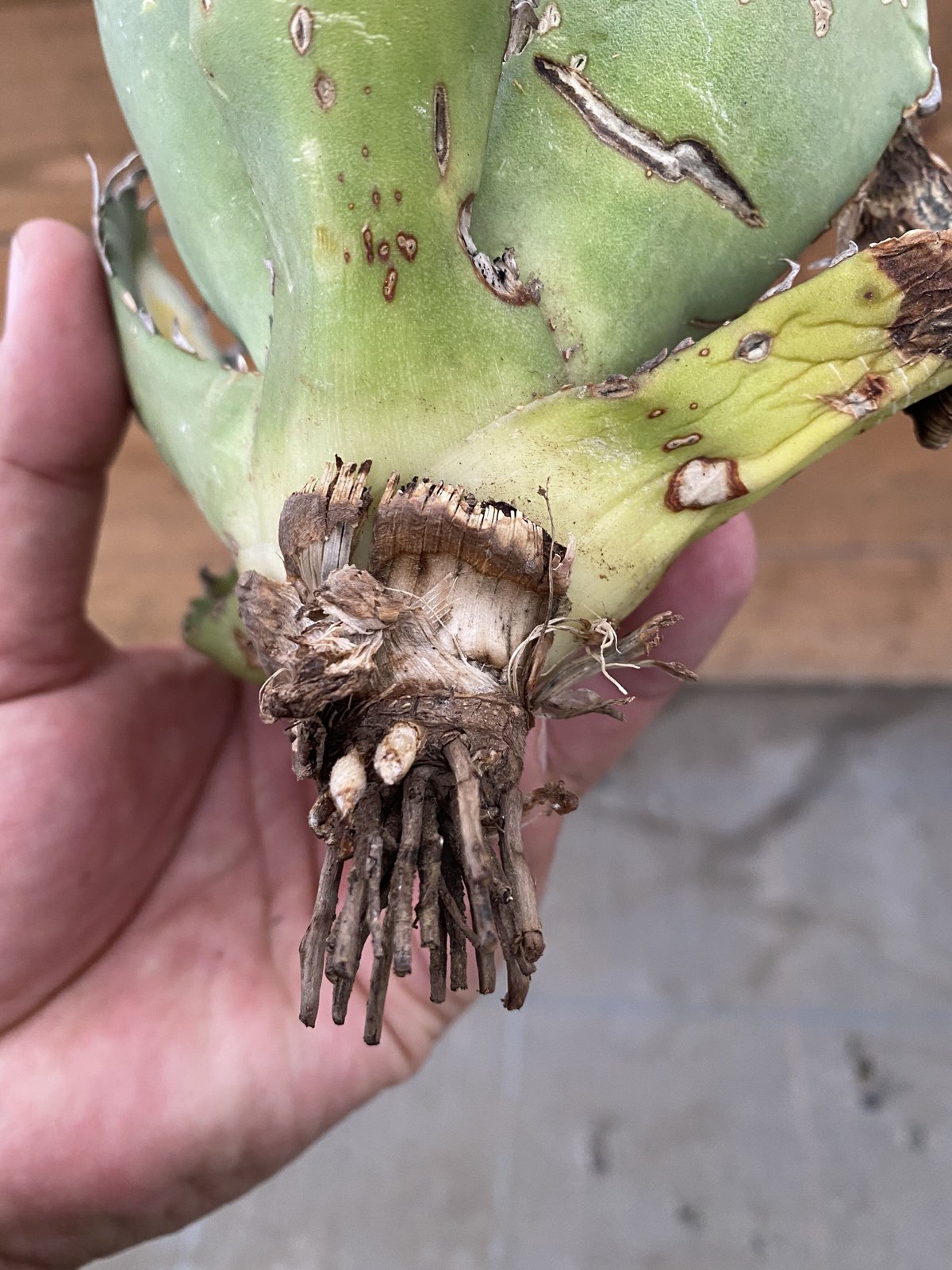 AGAVE OTEROI OAXACA 現地球オリジナルクローン ステゴサウルス AGAVE OTEROI OAXACA 現地球オリジナルクローン ステゴサウルス