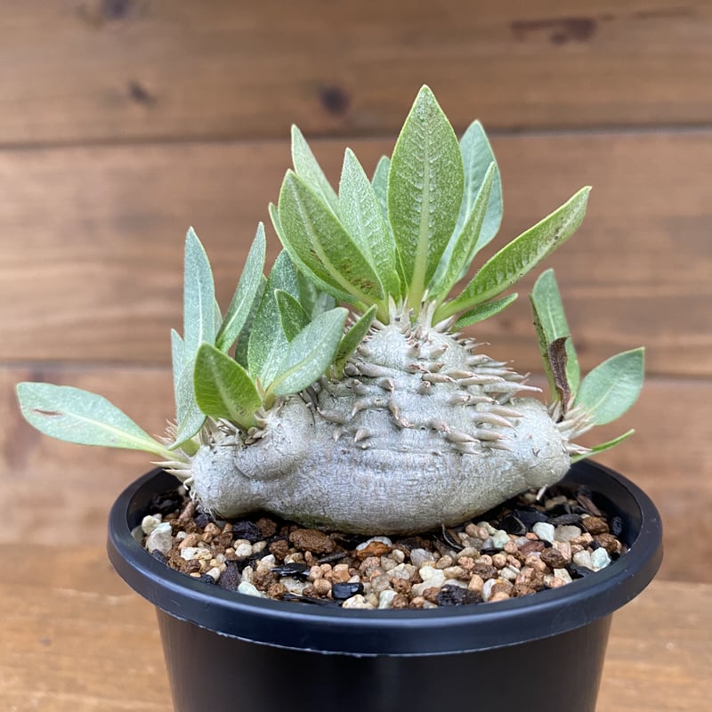 Pachypodium brevicaule | 河野園芸