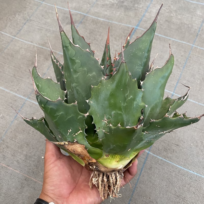 Agave montana | 河野園芸 Agave montana | 河野園芸