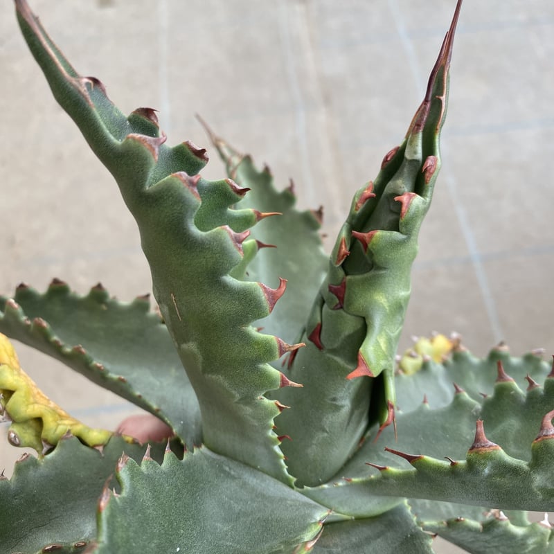Agave gentryi “Jaws” | 河野園芸 Agave gentryi “Jaws” | 河野園芸