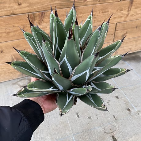 CATEGORY Agave | 河野園芸 CATEGORY Agave | 河野園芸