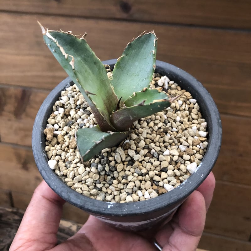 アガベ agave titanota FO-222 agavesite必読 - 植物/観葉植物