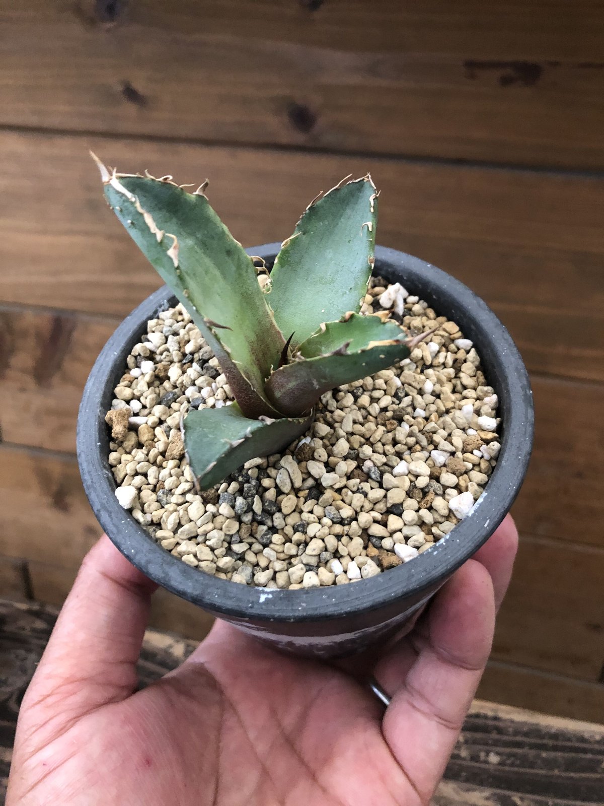 Agave titanota FO-222 | 河野園芸