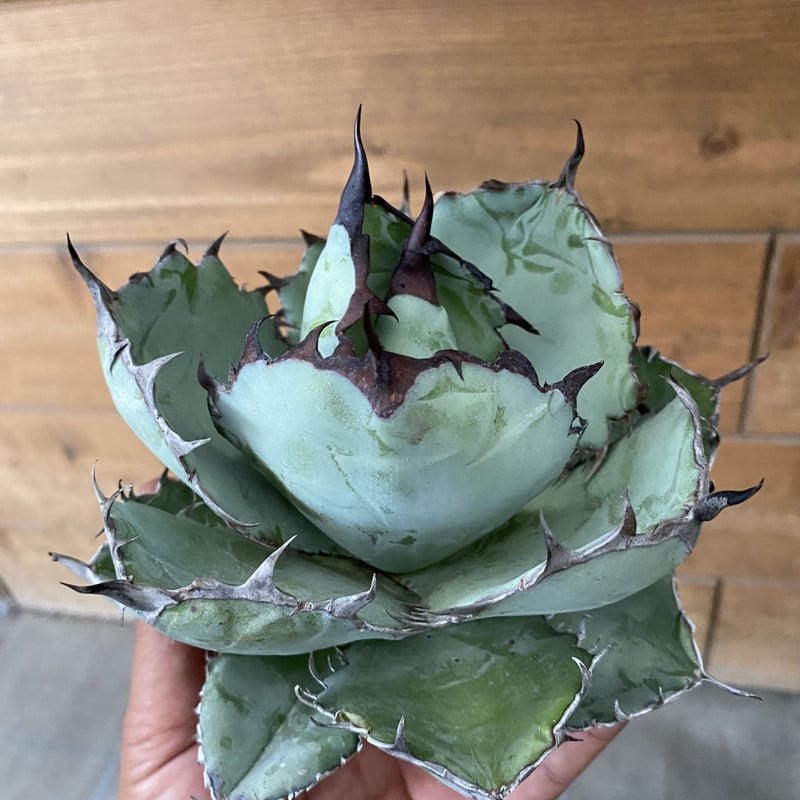 Agave titanota “Black & Blue” L size | 河野園芸