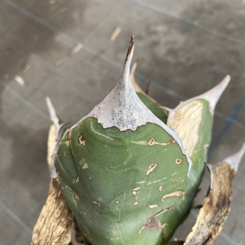 Agave oteroi Oaxaca | 河野園芸 Agave oteroi Oaxaca | 河野園芸