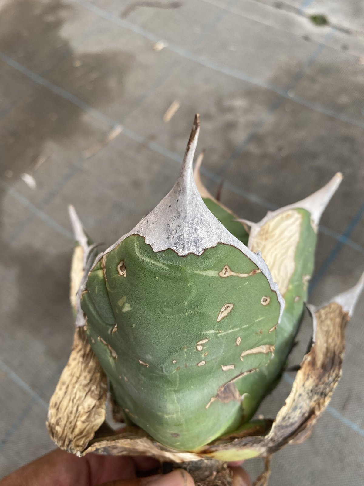 Agave oteroi Oaxaca | 河野園芸 Agave oteroi Oaxaca | 河野園芸