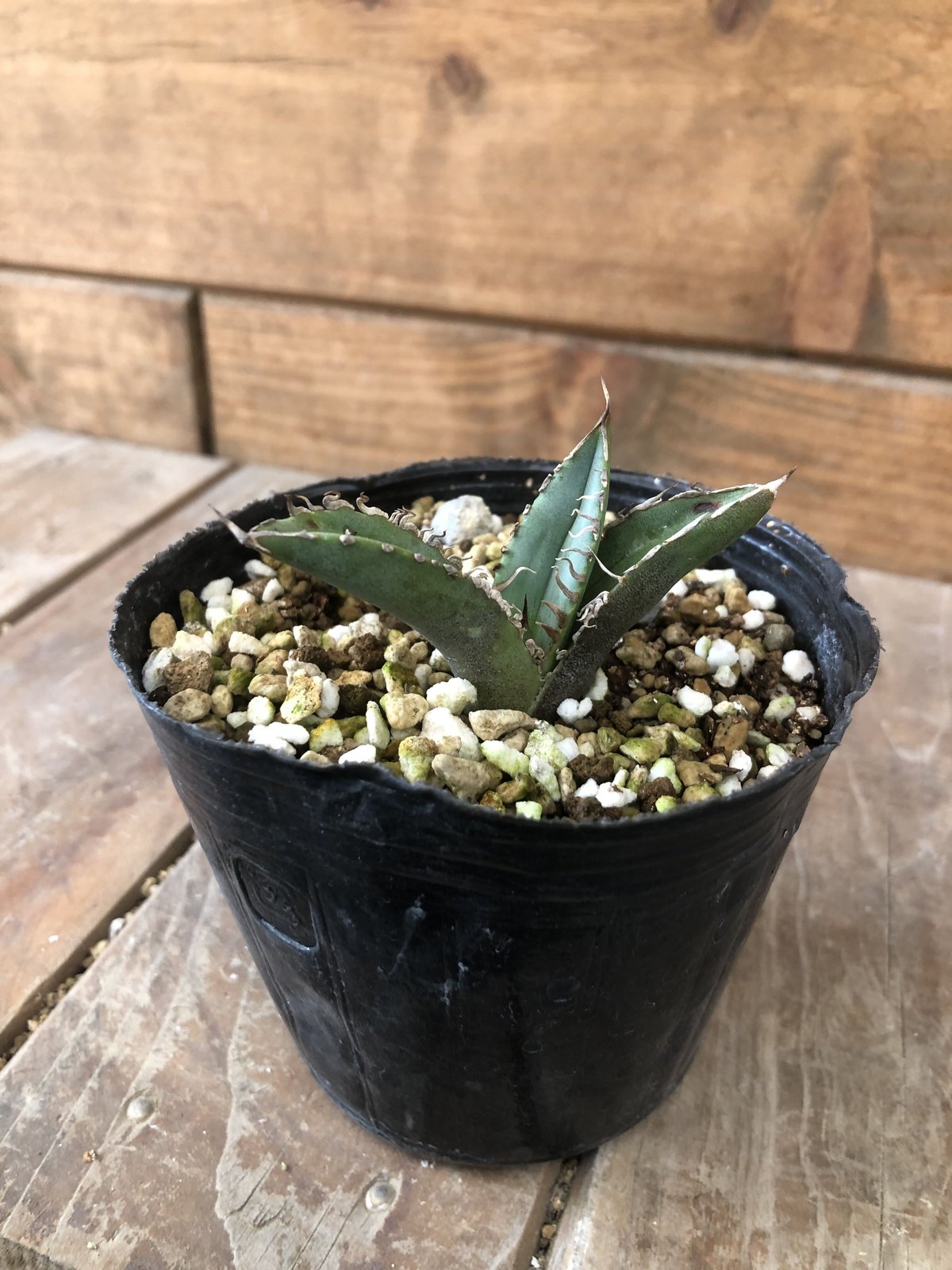 Agave titanota “TigerShark” | 河野園芸 Agave titanota “TigerShark” | 河野園芸