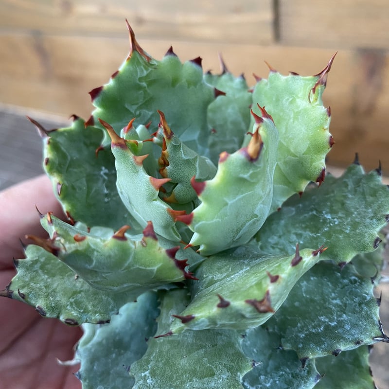 ベアルート Agave 姫蠍蟹Ⅰ | 河野園芸 アガベ \