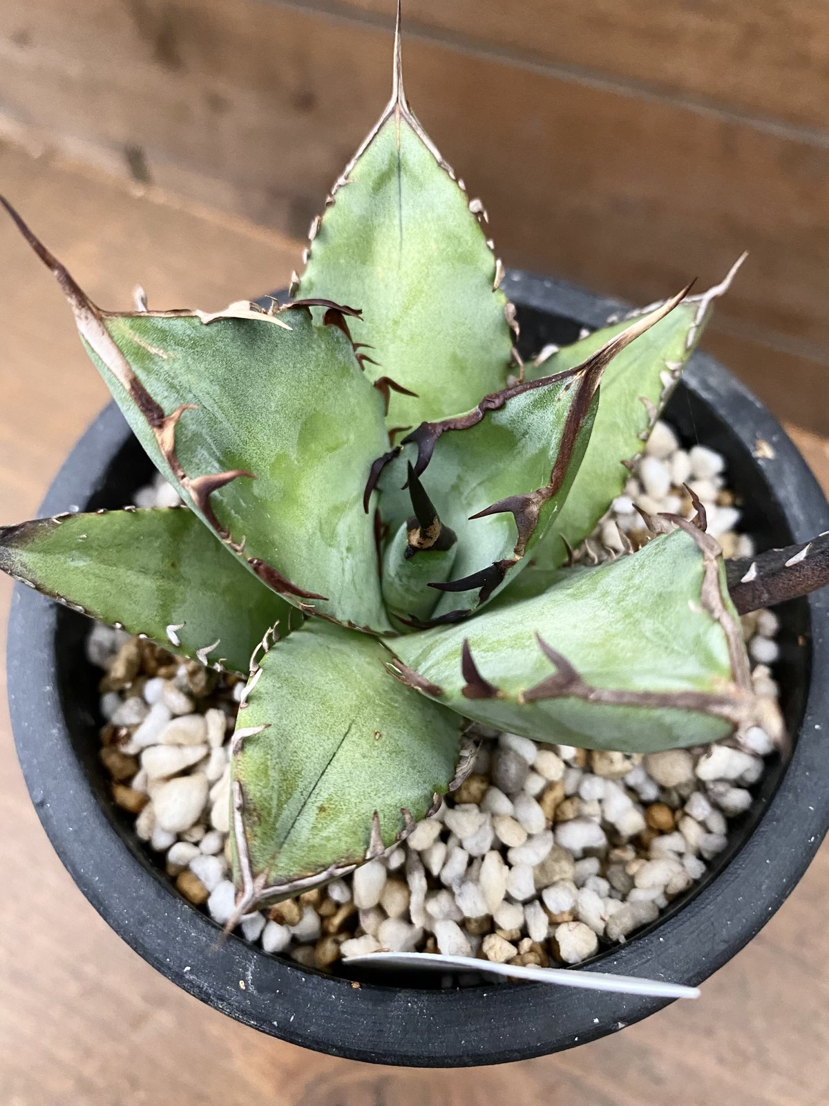 アガベ 黒鯨 綴化 agave （Agave titanota “黒鯨” | 河野園芸）