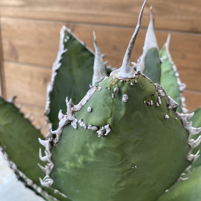 Agave titanota tiger shark | 河野園芸 Agave titanota tiger shark | 河野園芸