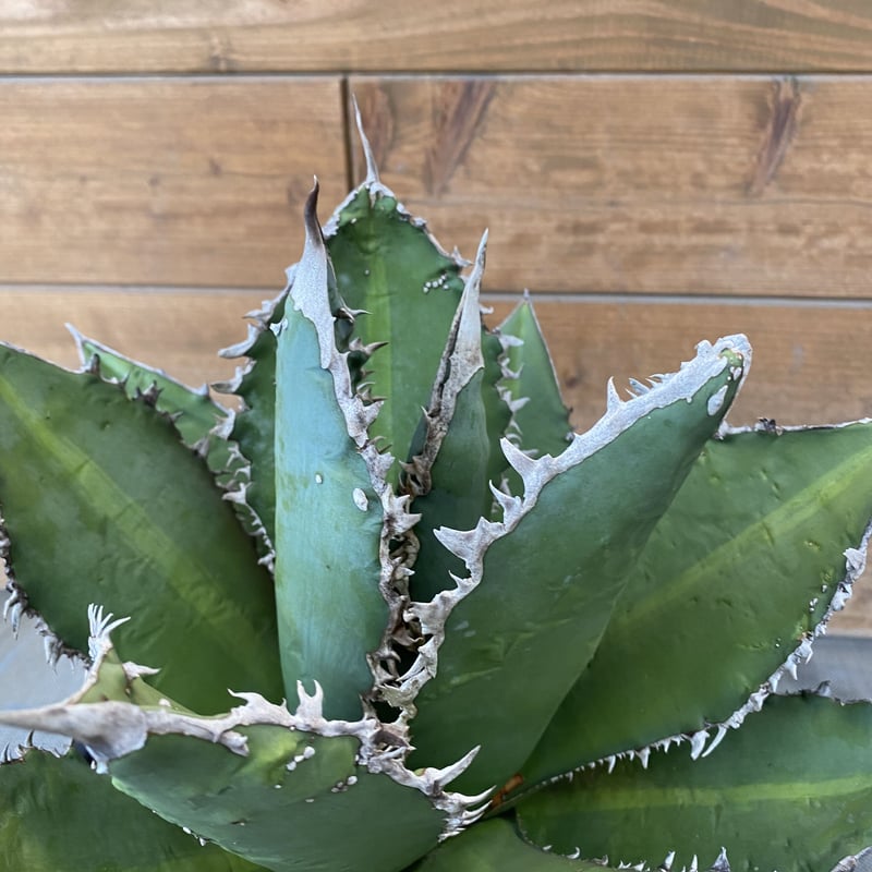 Agave titanota tiger shark | 河野園芸 Agave titanota tiger shark | 河野園芸