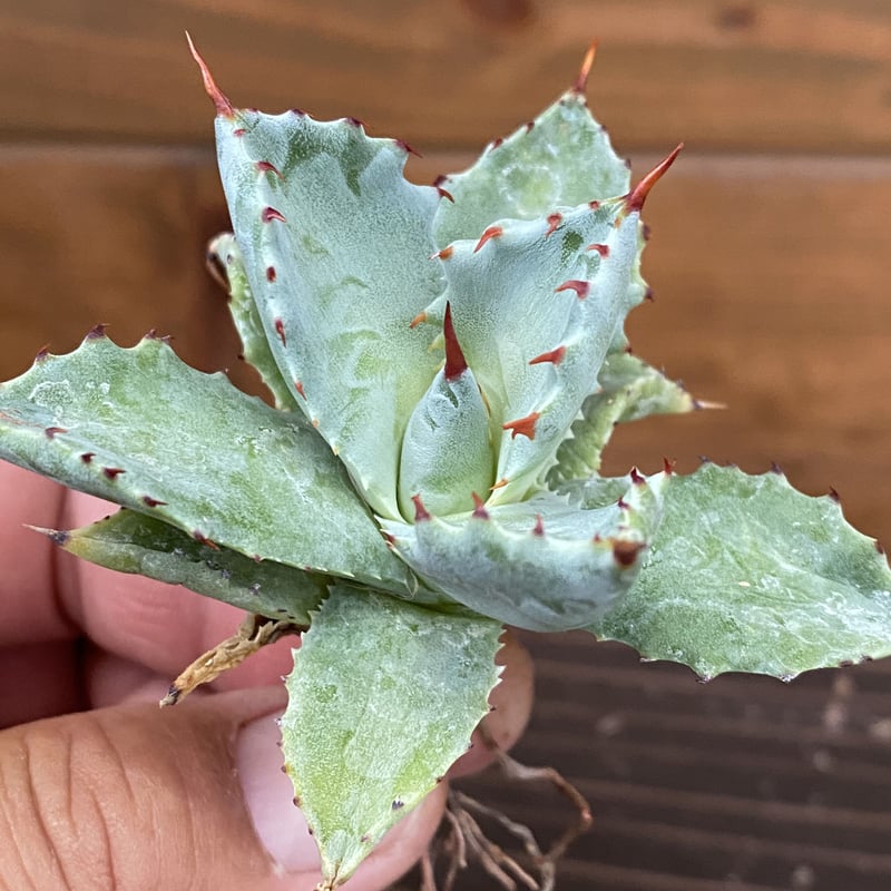 アガベ ハイブリッド 姫蠍蟹 イシスメンシス 甲蟹 アガベ ハイブリッド 姫蠍蟹 イシスメンシス 甲蟹 アガベ