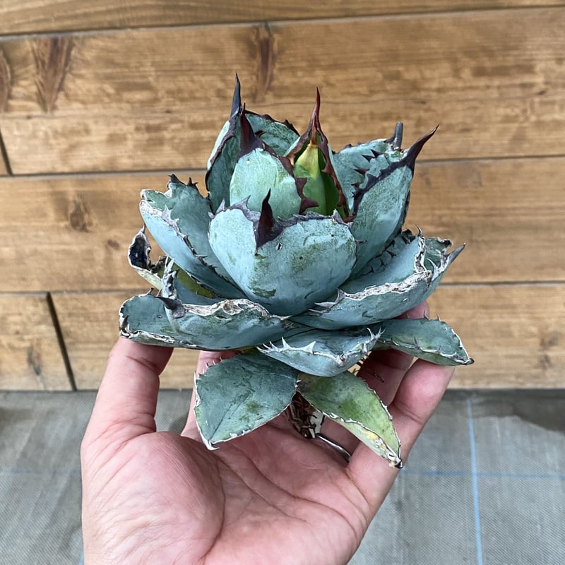 Agave titanota ”Black &Blue“ Special clone | Agave titanota ”Black &Blue“ Special clone |
