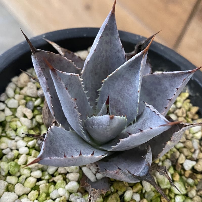 Hybrid 甲蟹x血雨 (isthmensis x bloodspot) | 河野園芸 Hybrid 甲蟹x血雨 (isthmensis x bloodspot) | 河野園芸