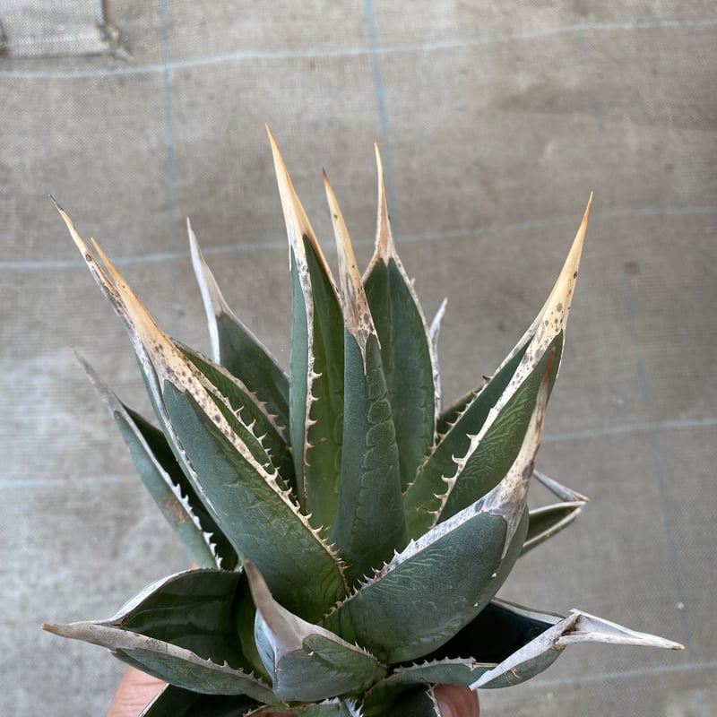 Agave purpusorum US実生選抜 | 河野園芸