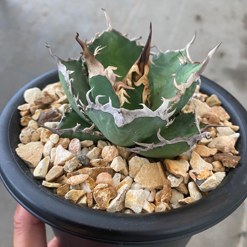 Agave oteroi from Oaxaca | 河野園芸