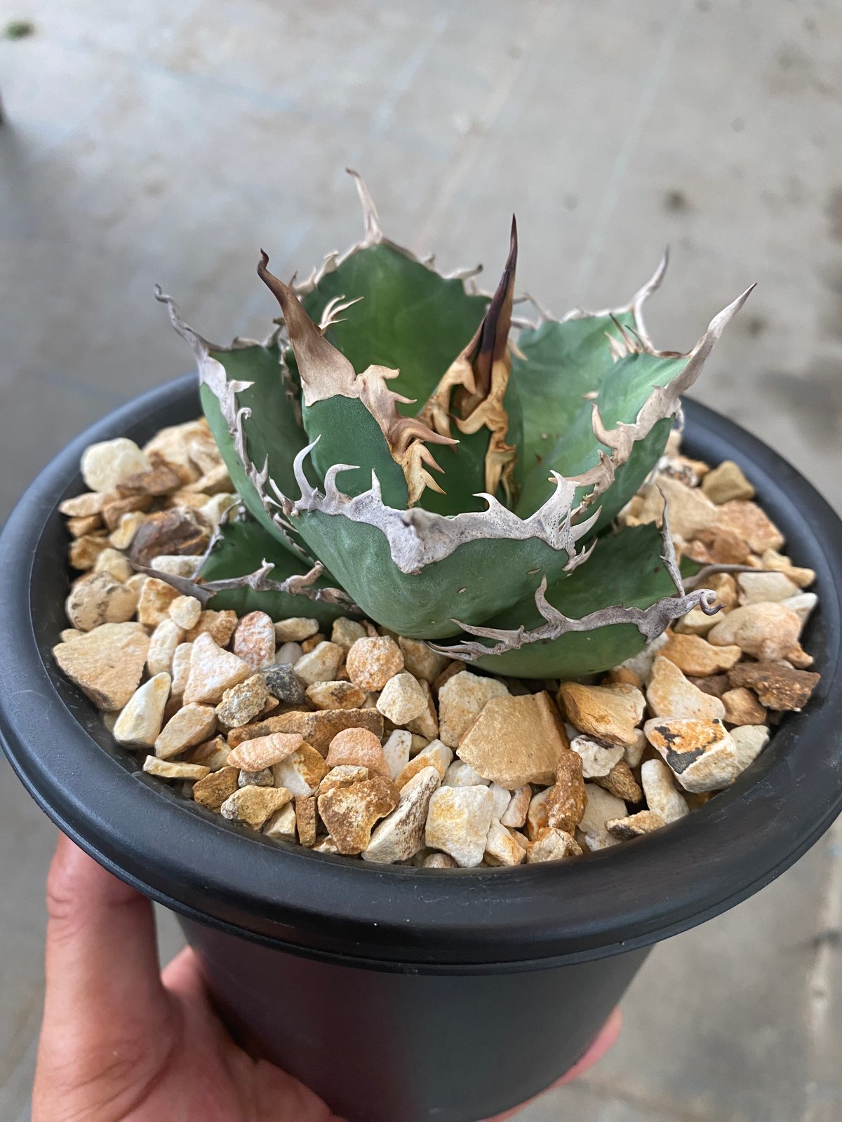 Agave oteroi from Oaxaca | 河野園芸 Agave oteroi from Oaxaca | 河野園芸