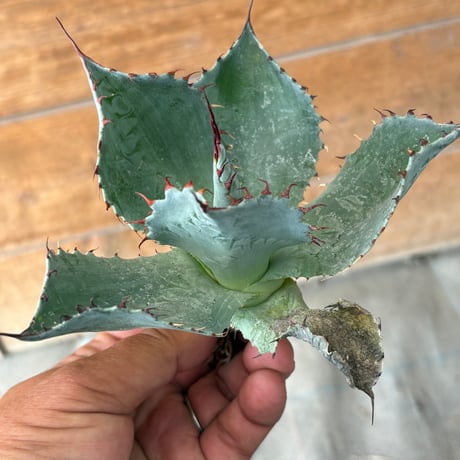 CATEGORY Agave | 河野園芸 CATEGORY Agave | 河野園芸