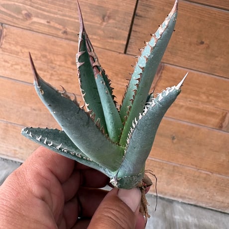 アガベ ホワイトファングカクタスグリーン株