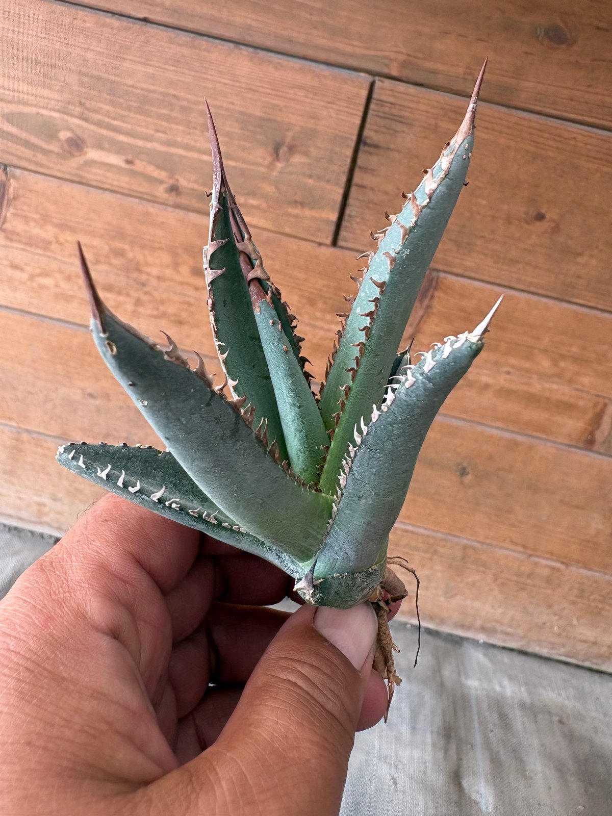 特選白肌 Agave X white fang（アガベホワイトファング）