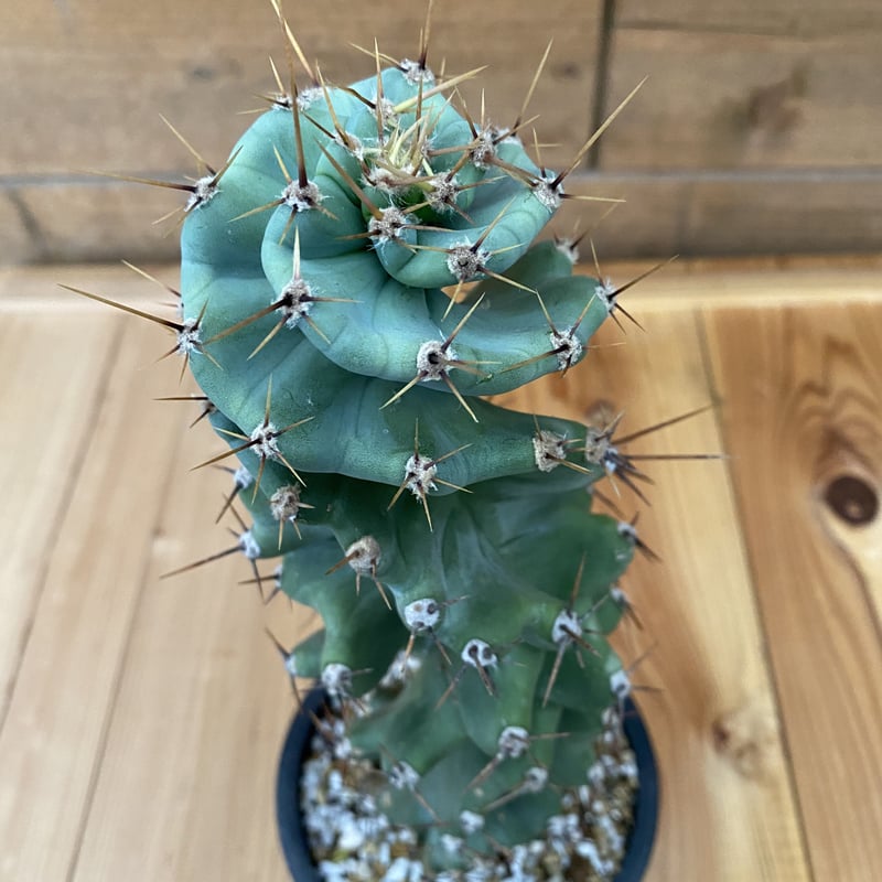 Cereus spiralis セレウススピラリス | 河野園芸 Cereus spiralis セレウススピラリス | 河野園芸