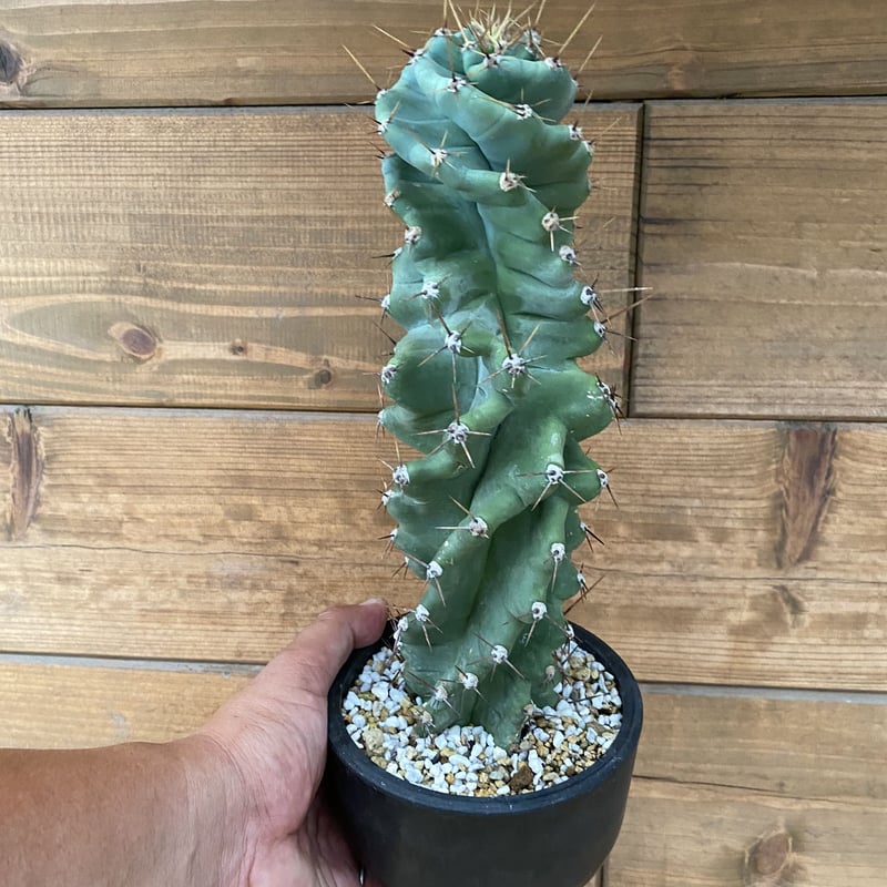 Cereus spiralis セレウススピラリス | 河野園芸 【螺旋】セレウス スピラリス
