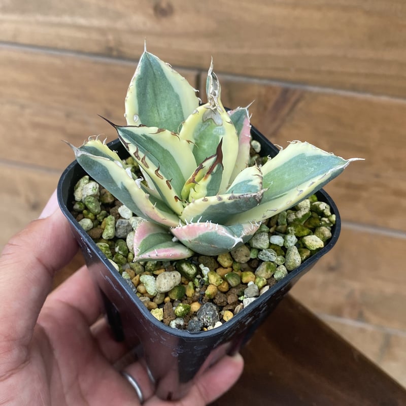 Agave titanota “snaggletooth” | 河野園芸 Agave titanota “snaggletooth” | 河野園芸