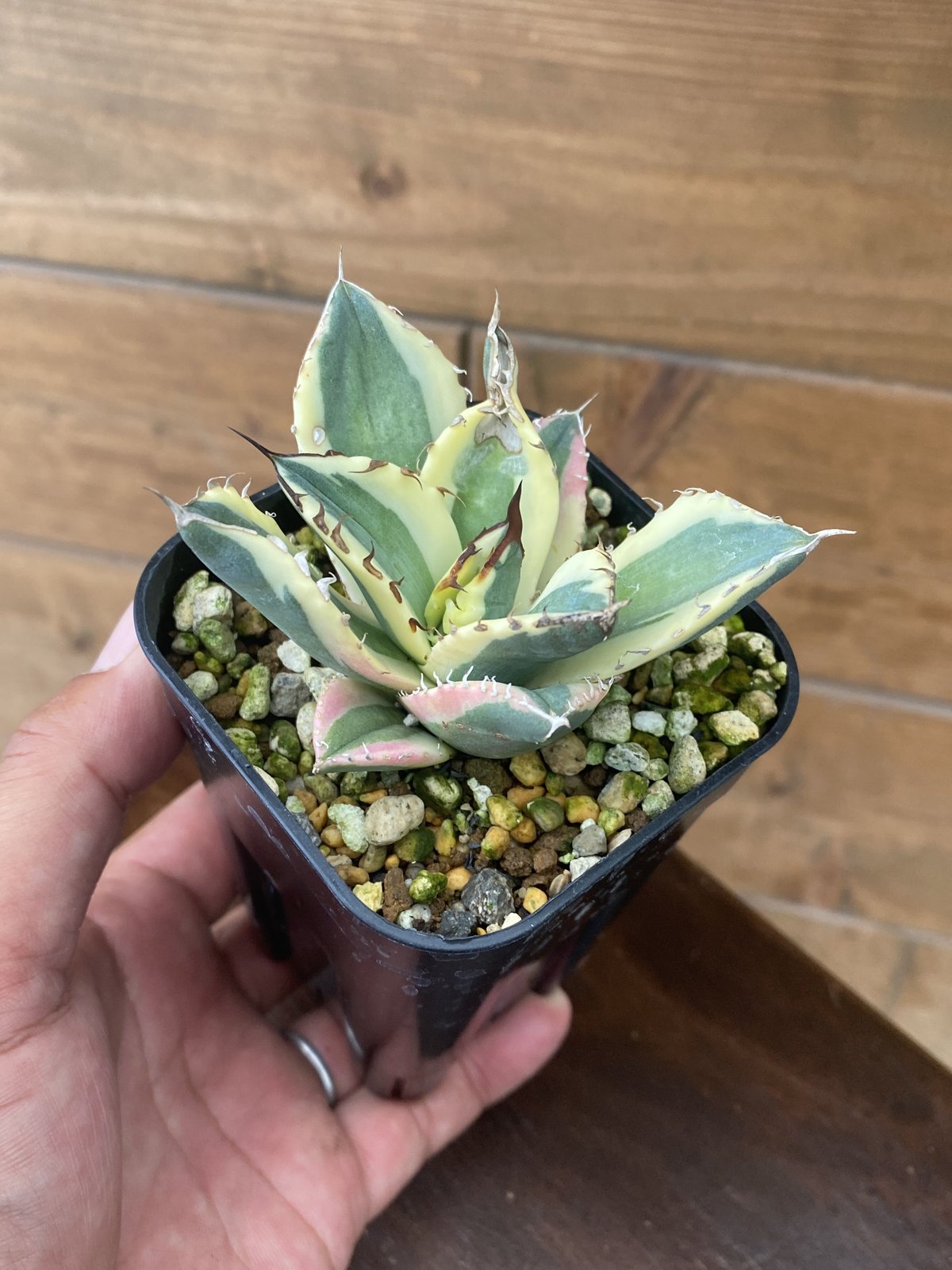 Agave titanota “snaggletooth” | 河野園芸 Agave titanota “snaggletooth” | 河野園芸