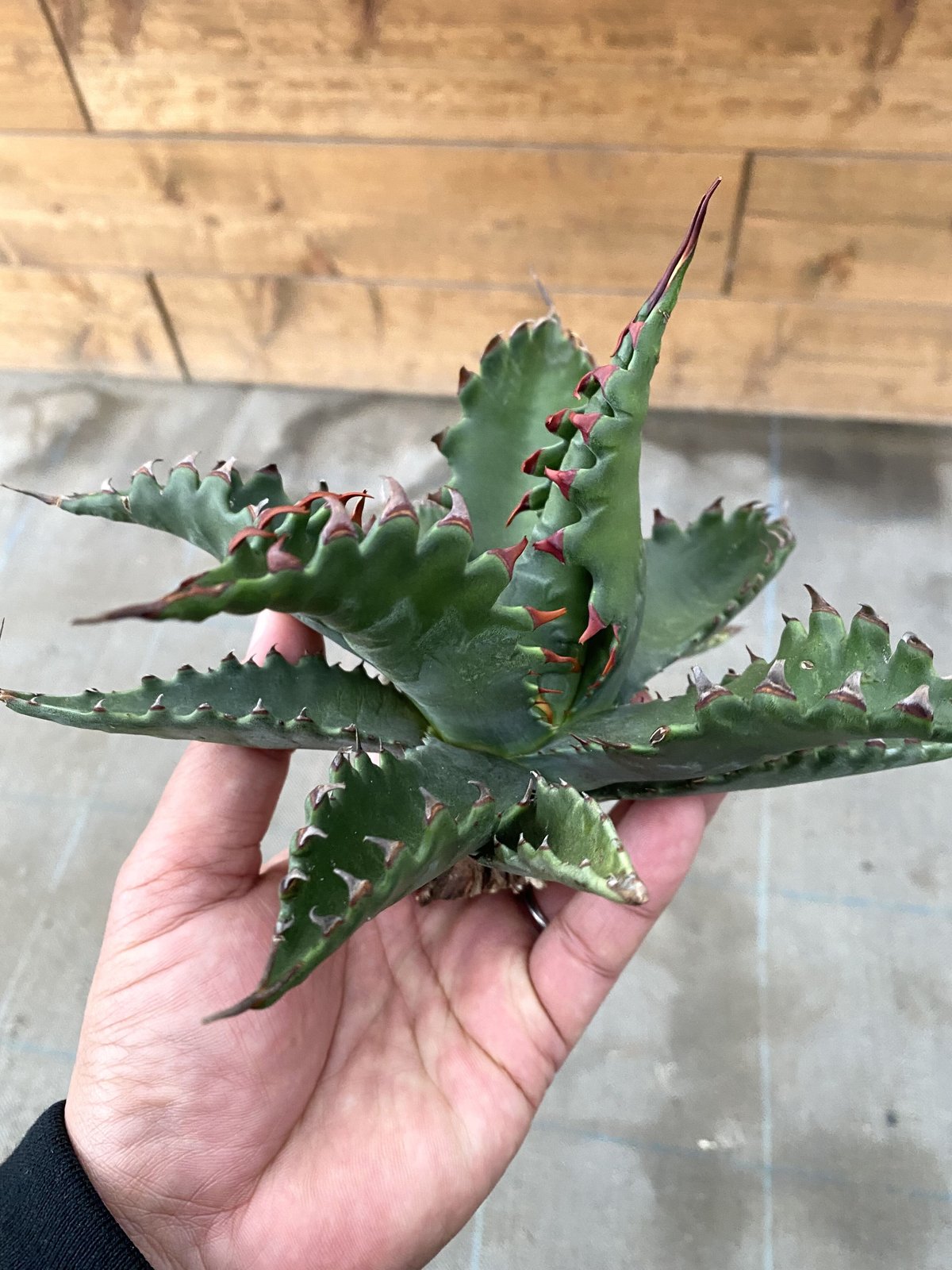 Agave gentryi Jaws アガベジェントリージョーズ