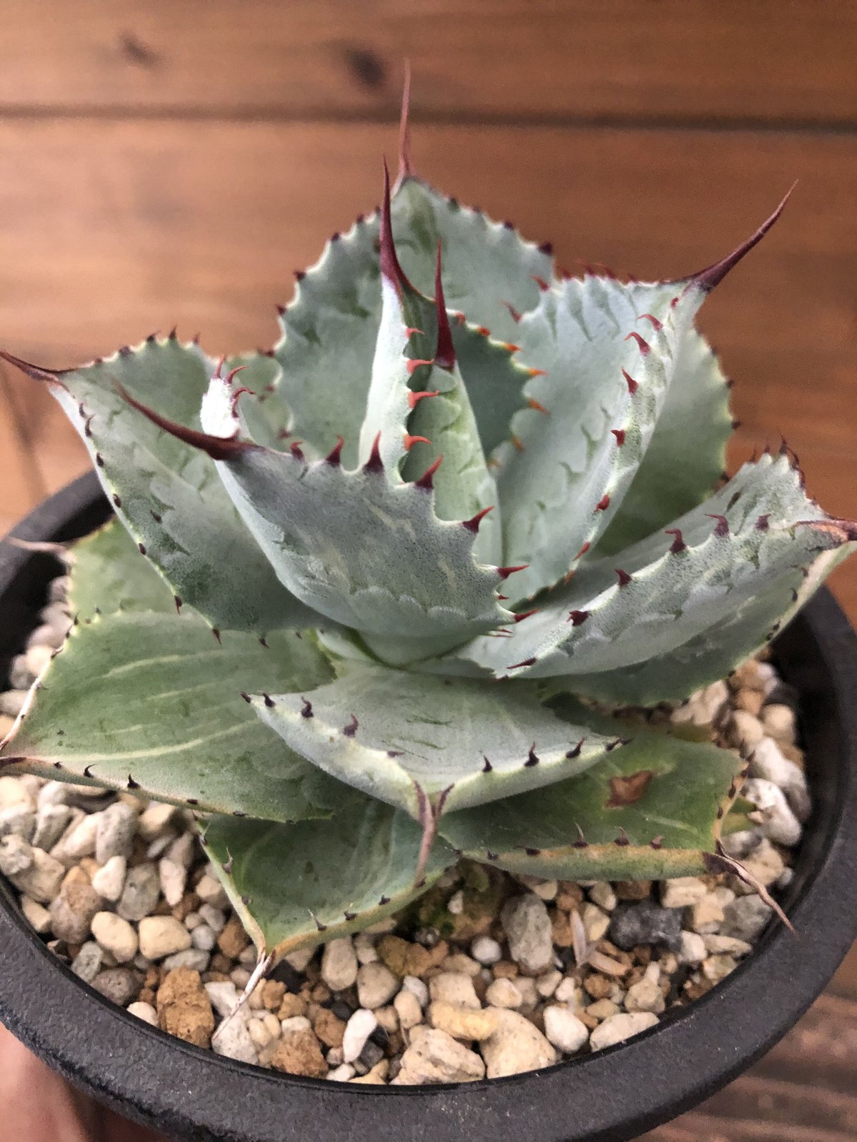 アガベポタトルム縞斑特選希少極上縞斑