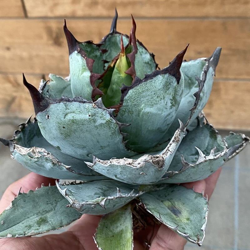 Agave titanota ”Black &Blue“ Special clone | Agave titanota ”Black &Blue“ Special clone |