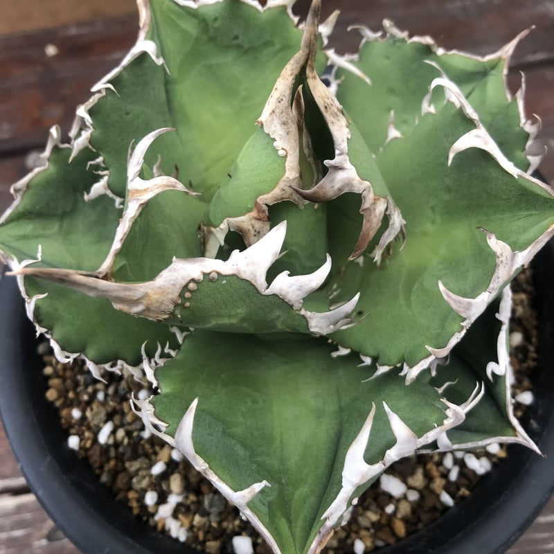 Agave titanota CG-01 a.k.a. COK | 河野園芸 Agave titanota CG-01 a.k.a. COK | 河野園芸