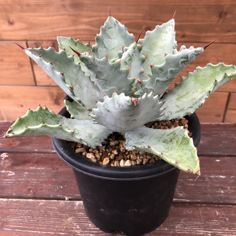 Agave KristPot クリストポット hybrid Agave KristPot クリストポット hybrid
