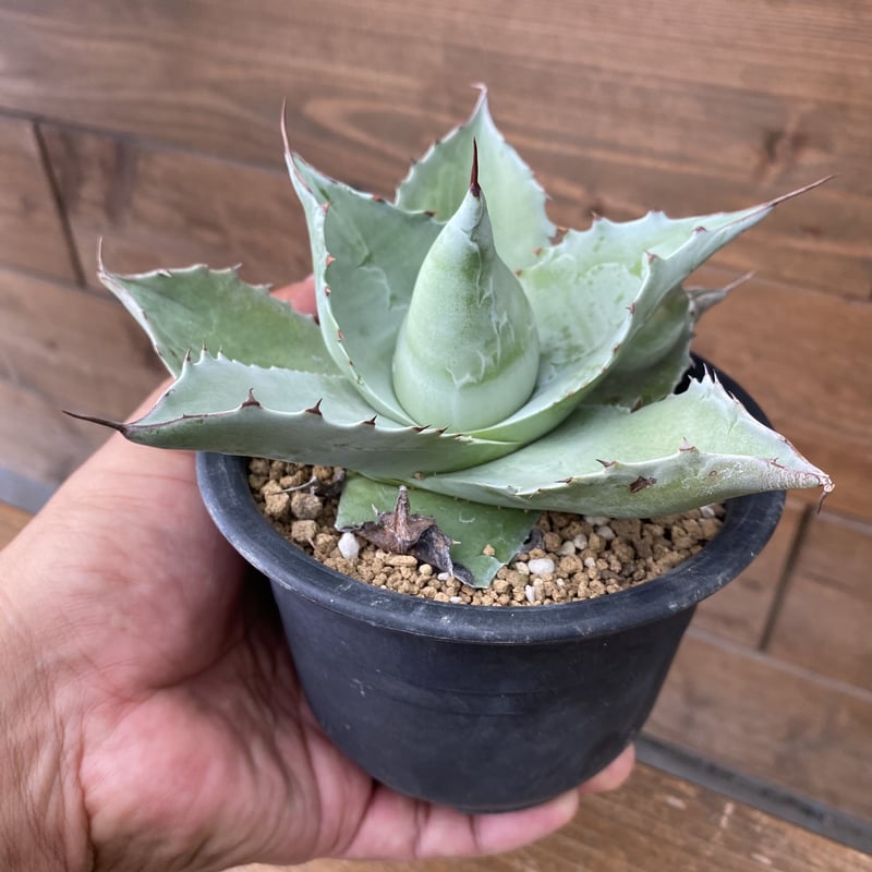 Agave ovatiforia dwarf | 河野園芸