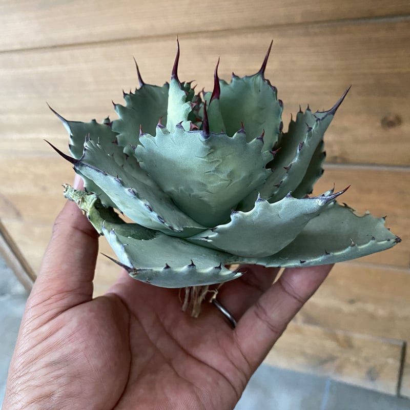 Agave hybrid (Shawii x isthmensis) | 河野園芸 Agave hybrid (Shawii x isthmensis) | 河野園芸