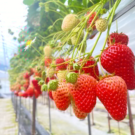 人気交配種♡チランジア　ココナッツグローブ×ベアコレアレ 人気交配種♡チランジア ココナッツグローブ×ベアコレアレ