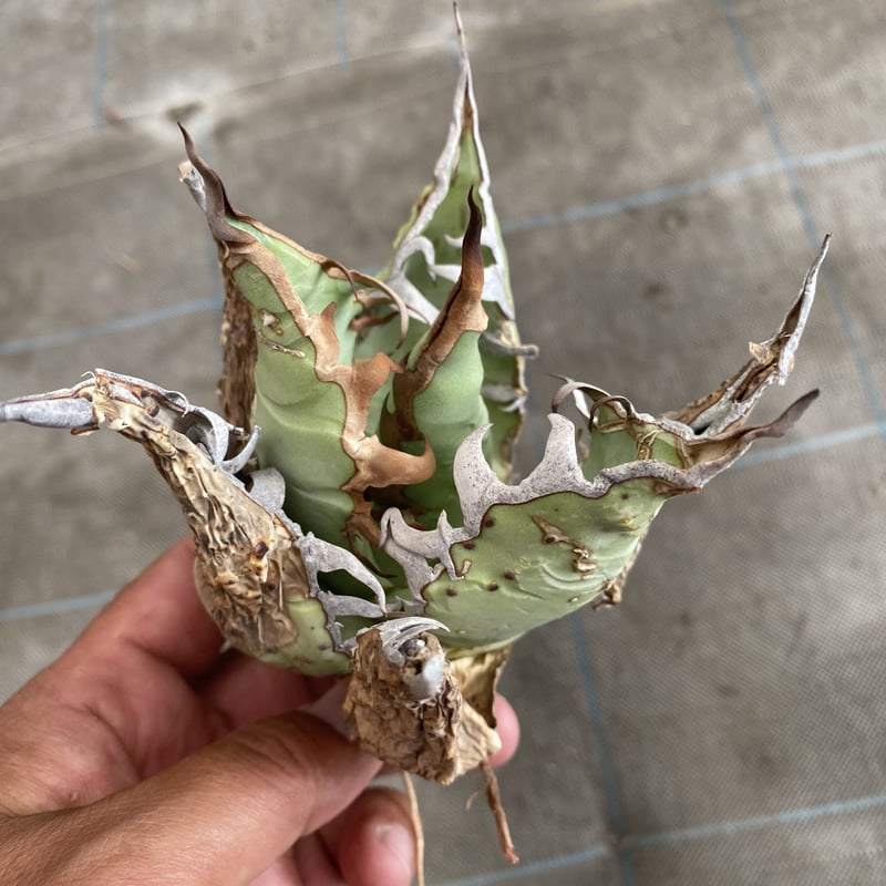 アガベ オテロイ オアハカ agave oteroi oaxaca | mana's gree