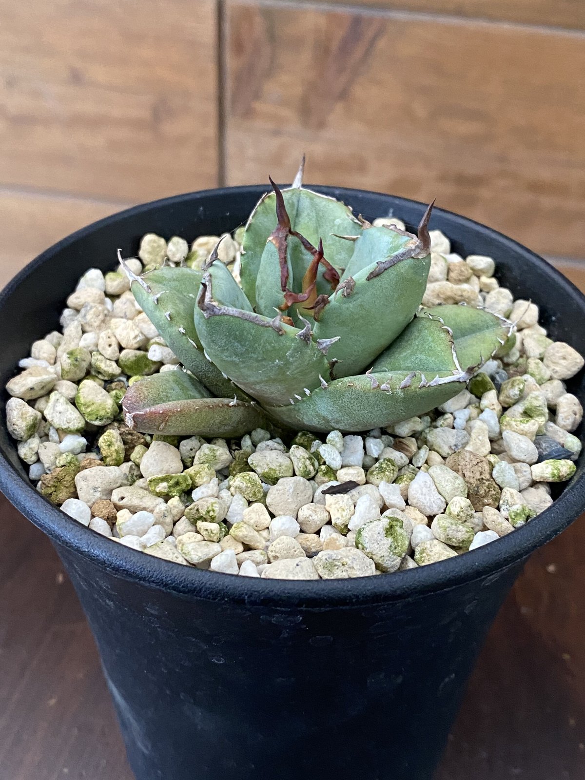 Agave FO-076 compacta | 河野園芸 Agave FO-076 compacta | 河野園芸